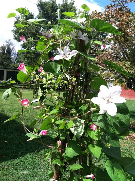 When and how to prune your clematis depends on the variety. Clematis and morning glory | Clematis, Morning glory, Plants