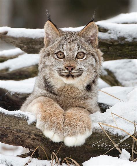 Mx1 The Majestic Canada Lynx Cat With Giant Paws Like A Humans