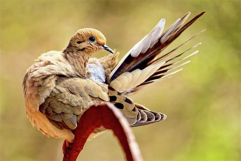 Female Mourning Dove Preening Photograph By Geraldine Scull