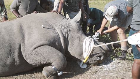 Rhino Dehorning How And Why Remove Rhinos Horns To Fight Against The
