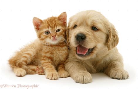 48 Cute Puppy And Kitten Wallpapers Wallpapersafari