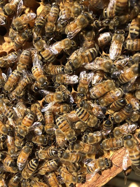 Make a diy bee bath. Buckfast bees, more splits and the wonder of VSH bees ...