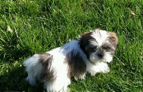 He is willing to do what we want; Shih Tzu Puppies For Sale | Salem, OR #210999 | Petzlover