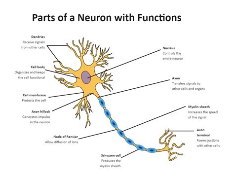 An Image Of The Structure Of A Neuron And Its Functions Labeled In Blue