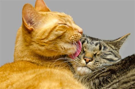 The Reasons Why Cats Groom Each Other Cat Grooming Cats Popular Cat Breeds