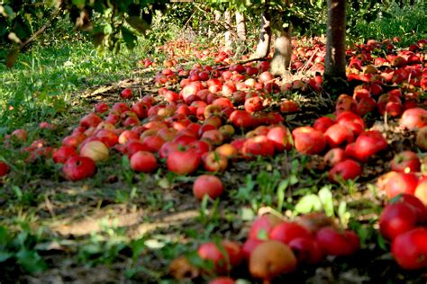 Apple Orchard Near By Me Farm House