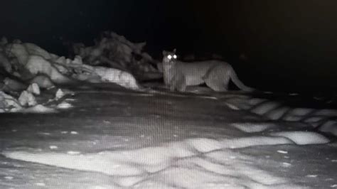 Cougar Appears On Trail Camera Near Thunder Bay Ont Cbc News