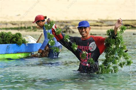 Seaweed Farming Bali Stock Image C0151178 Science Photo Library
