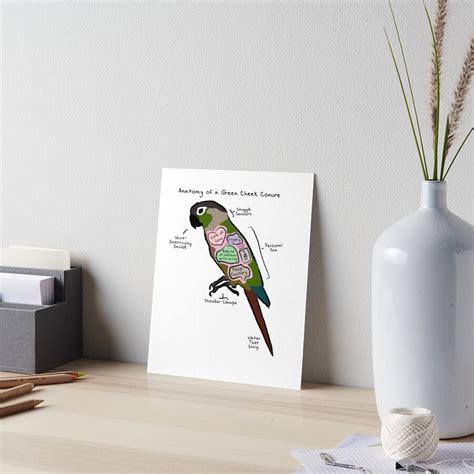 Anatomy Of A Green Cheek Conure Art Board Print By Mommysketchpad