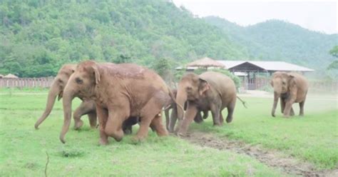 Adorable Moment Elephant Herd Run To Greet Orphaned Baby