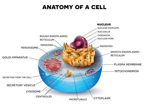 Human Cell Anatomy Diagram
