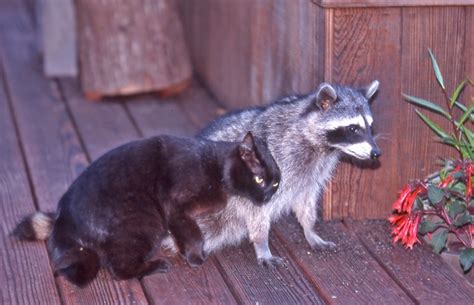 A Housecat And A Raccoon Became Friends As Photographed By Siegfried