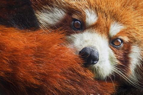 Red Panda Wildlife Holiday Wildlife Trails