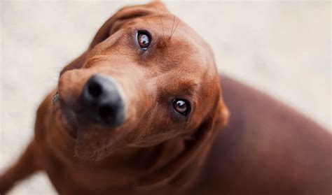 redbone coonhound dog breed information