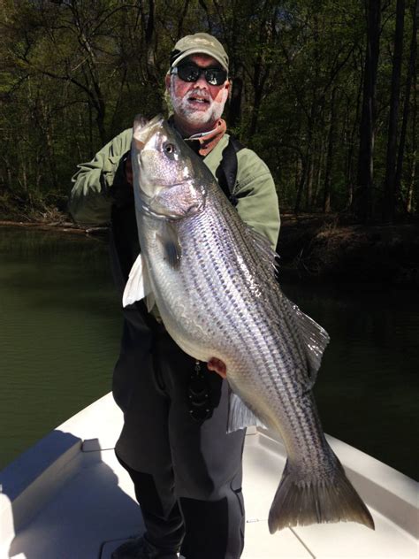 Tips For Catching Freshwater Striped Bass Great Days Outdoors
