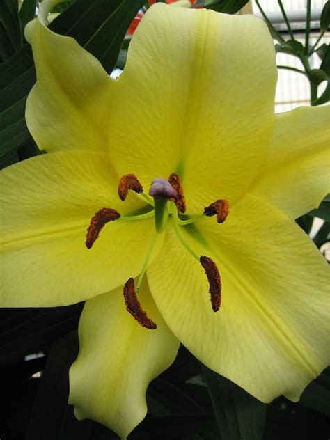 Tree Like Lily Collection Pack Of 12 Bulbs From The Gold Medal