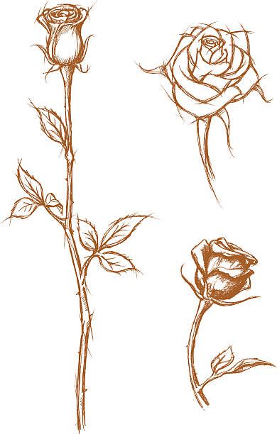 3 ways to draw a rose wikihow a rose in full bloom motif rose and rose with a stem 2 a rose with stem. Best Long Stem Rose Illustrations, Royalty-Free Vector ...