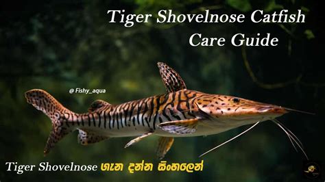 Tiger Shovelnose Catfish Care Guide Fishyaqua Youtube