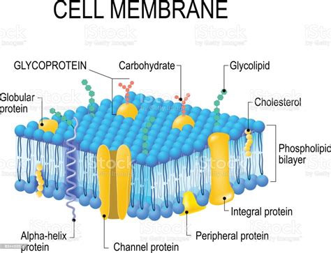 Cell Membrane Stock Illustration - Download Image Now - iStock