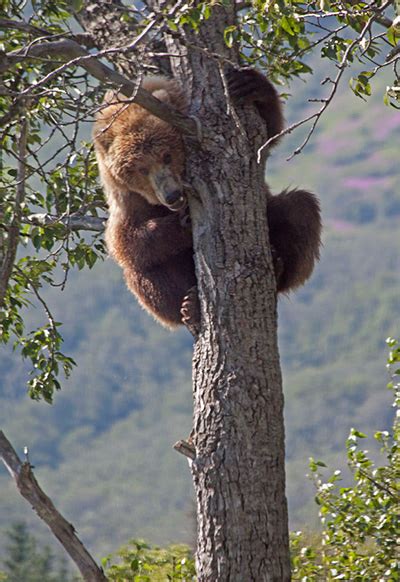 Grizzly Climbs A Tree In Katmai National Park