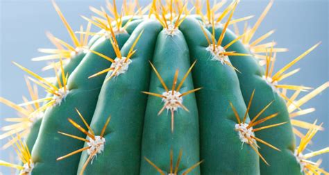 You want to be sure to turn the plants regularly to make. How to Grow Cacti Indoors | My Garden Life