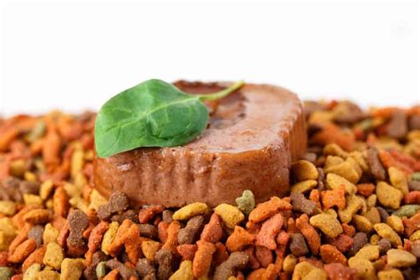 Chewy.com, petsmart.com, walmart.com, target.com, amazon.com, and jet.com. Best Low Carb Cat Food Reviews 2020: Ultimate Buyer's Guide