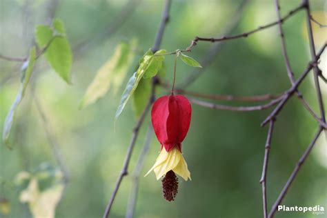 Abutilon Flowering Maple Indian Mallow Plant How To Grow And Care