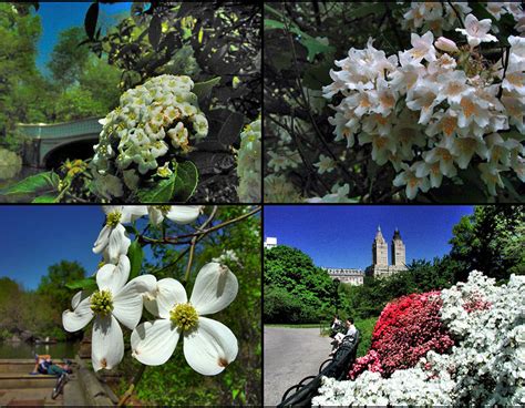 The trees create a cathedral ceiling over the pathway. The Miami In Focus Photo Gallery of the Flowers, Trees And ...