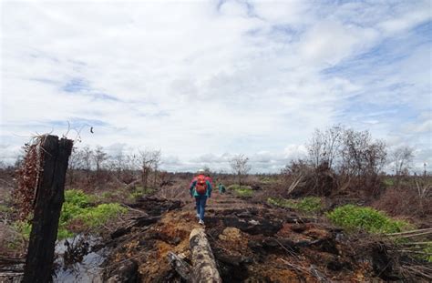 Infopublik Klhk Gugat Dua Perusahaan Pembakar Hutan Dan Lahan Di