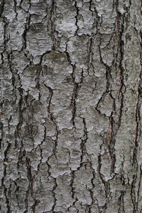 Free Image On Pixabay Texture Tree Bark Trunk Grey Tree Bark