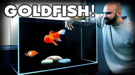 Making A Fancy Goldfish Aquarium Ranchu And Oranda Md Fish Tanks