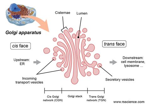 Golgi Apparatus Function The Post Office Inside The Cells Rs Science