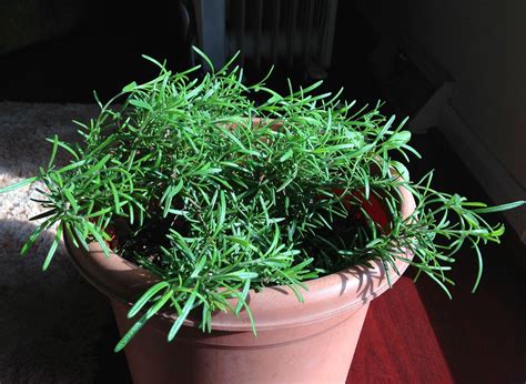 How To Keep Rosemary Plants Fresh And Vibrant Throughout The Winter