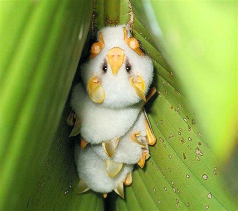 If it no longer meets these criteria, you can. The 'honduran white bat' has a snow white fur coat, a ...