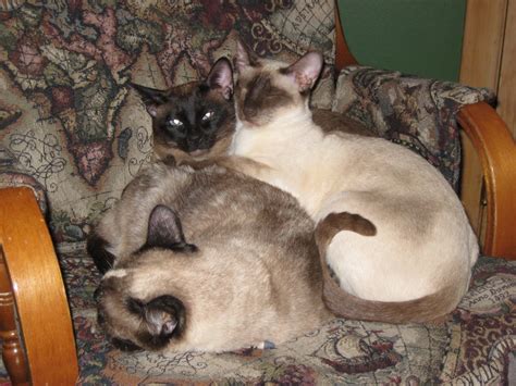Find flame point siamese in canada | visit kijiji classifieds to buy, sell, or trade almost anything! Above are my three cats: Samson, Juliet, and Pixel.