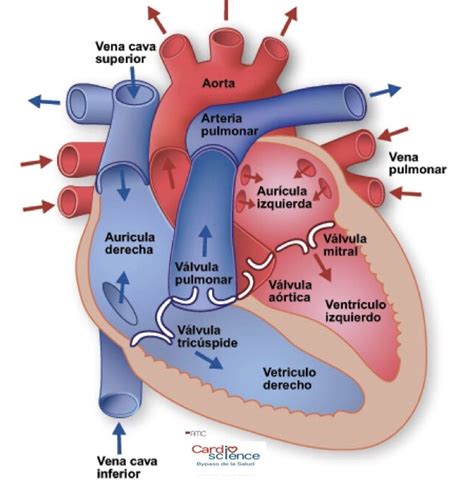 Img 13 Cámaras O Cavidades Cardiacas Cardio Science