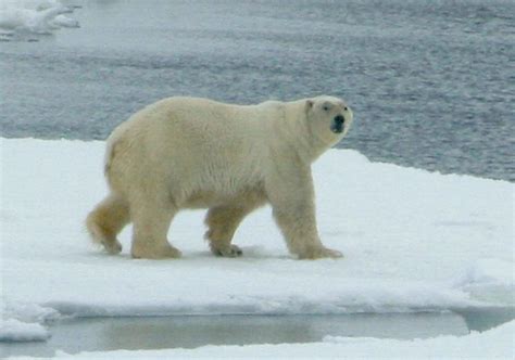 Free Picture White Polar Bear Animal Mammal Ursus Maritimus