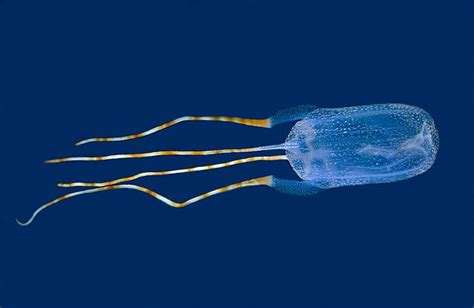 Ohboya Its The Bonaire Banded Box Jellyfish A New Species