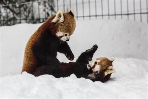 Winter Day At Zoo Ljubljana The Red Pandas Enjoying Snow