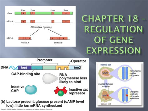 Chapter Ppt Regulation Of Gene Expression