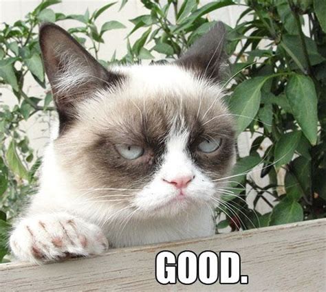 17 Best Images About Grumpy Cat On Pinterest I Like You
