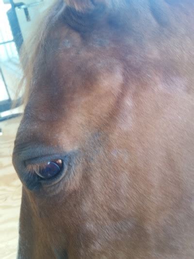 Hair loss is a common clinical complaint that is a manifestation of a wide variety of disorders. Pro Equine Grooms - Hair Loss on your Horse's Face and ...