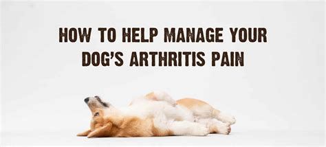 Arthritis In Dogs 7 Signs And Symptoms