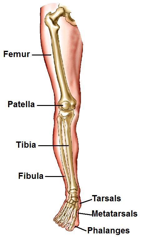 Human Leg Bone Structure Human Anatomy Details