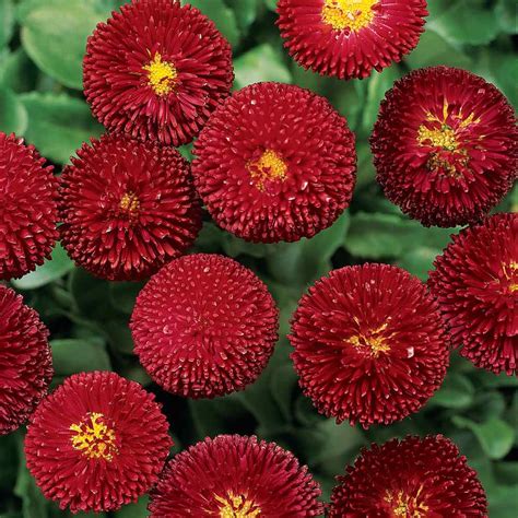 Why we love this plant. Bellis Seeds - Bellis Perennis English Daisy Red Flower Seed
