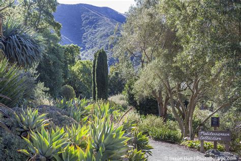 Leaning Pine Arboretum With Images Dry Garden California Garden