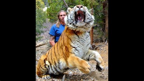 Worlds Most Dangerous Tiger Attack Youtube