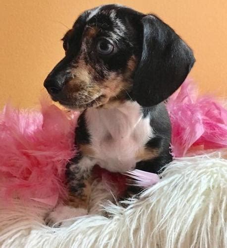 Welcome to debbie's dachshund puppies home. Miniature Dachshund Puppy for Sale - Adoption, Rescue ...