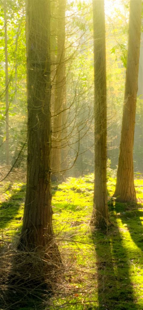 Bright Daylight Environment Forest Wallpaper Iphone X Wallpaper