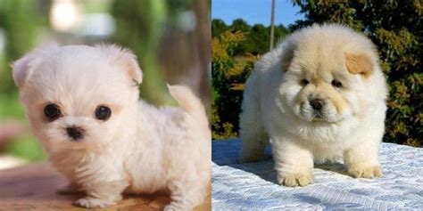 chubby puppies com 27 chubby puppies that could easily be mistaken for teddy bears poshmark
